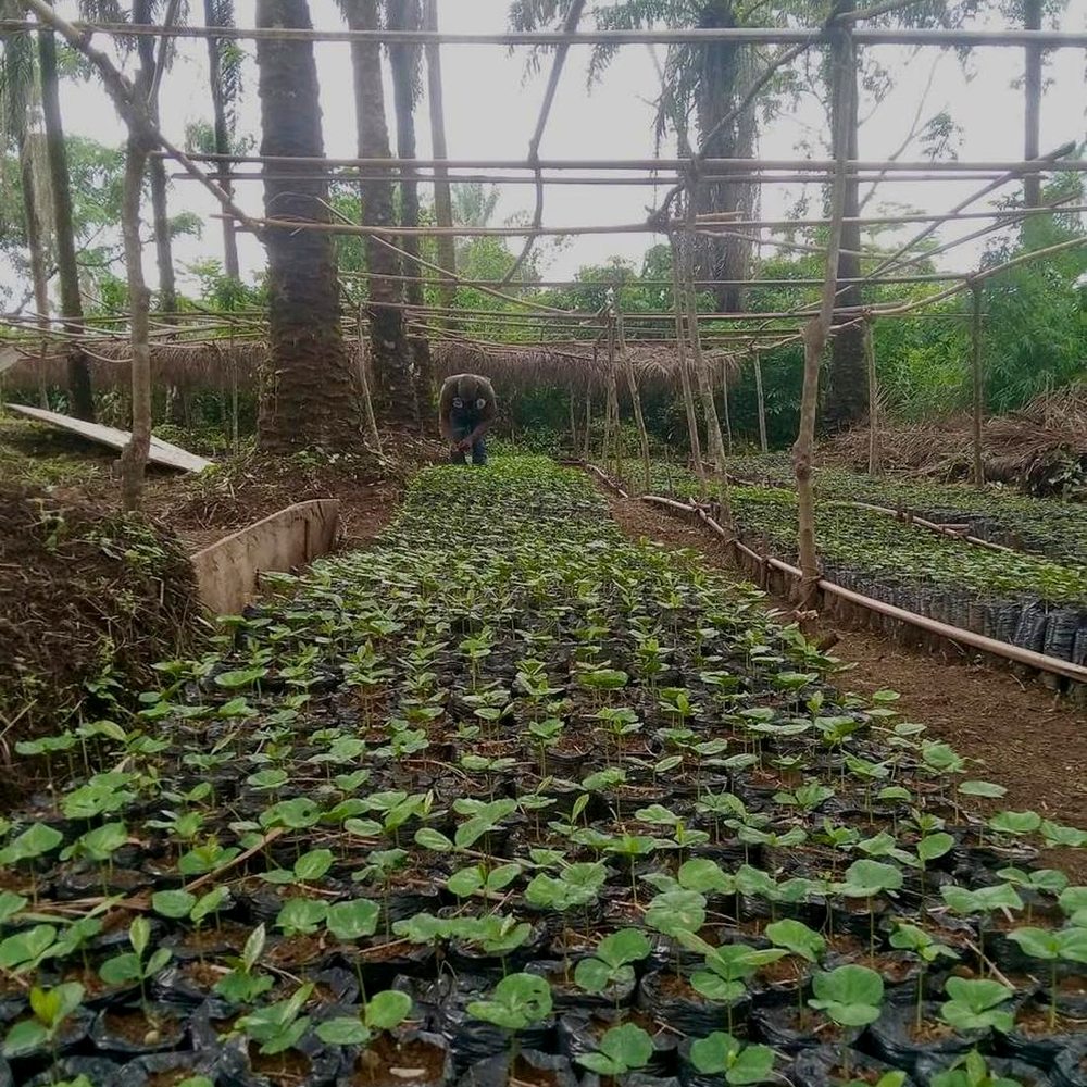 WAFI coffee seedling nursery at origin