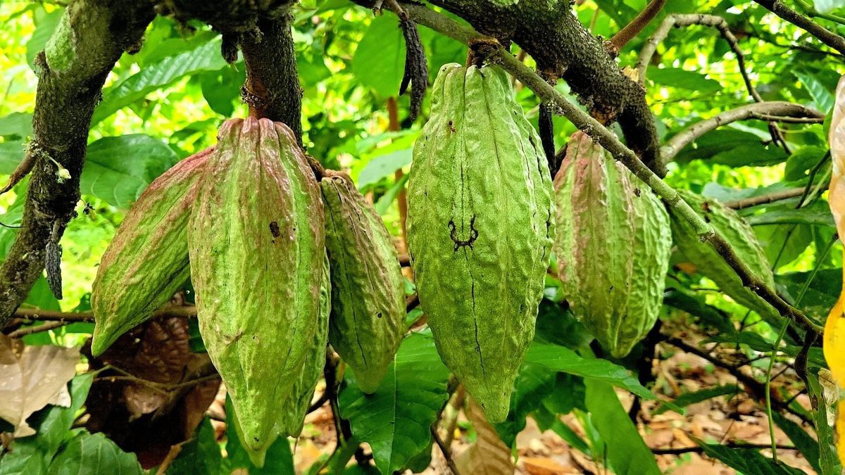 Young coffee trees growing under shade at a WAFI farm