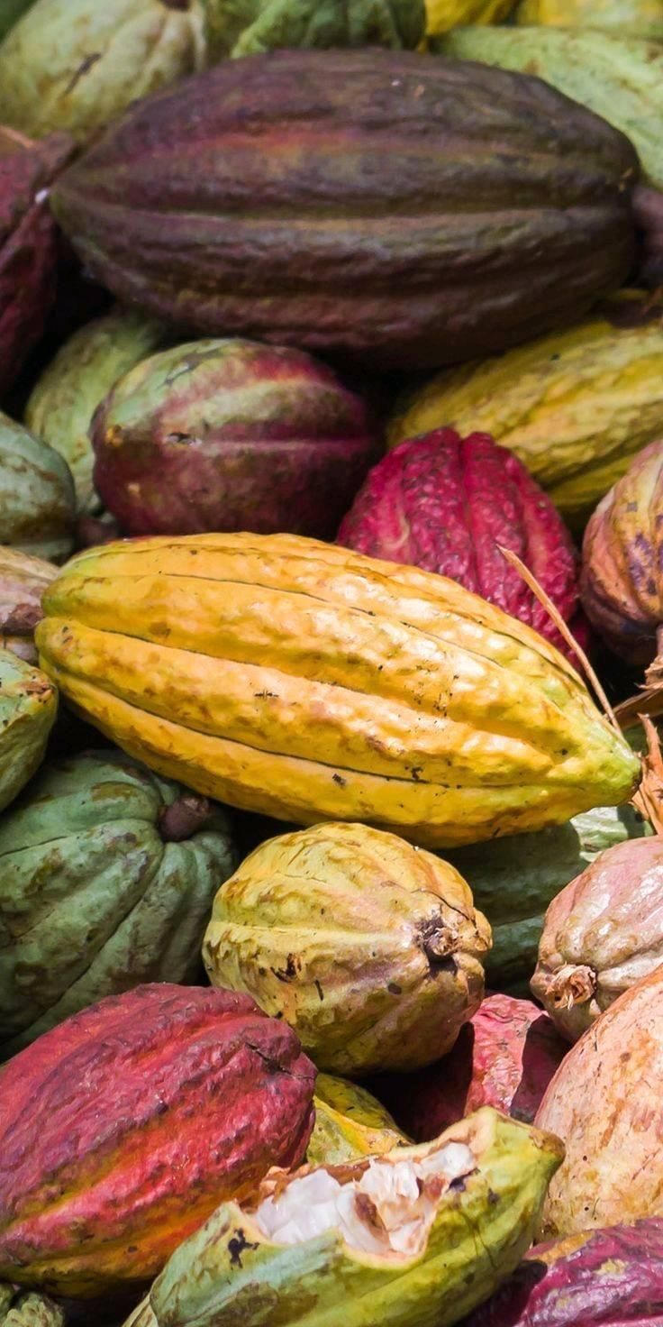 Cocoa pod varieties