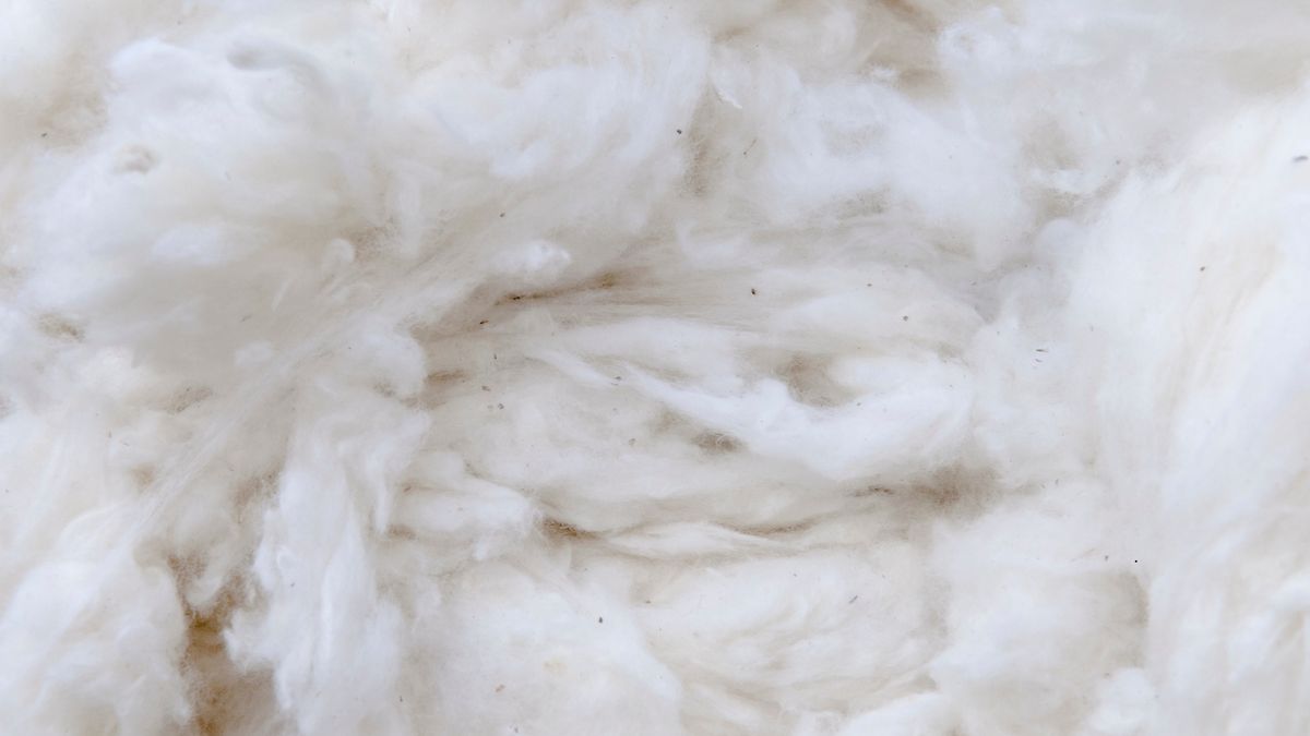 Cleaned West African cotton lint