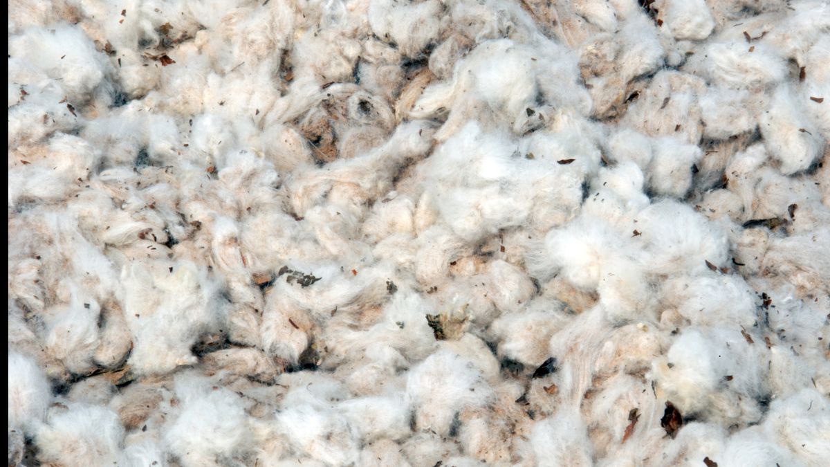 Raw hand-harvested West African cotton