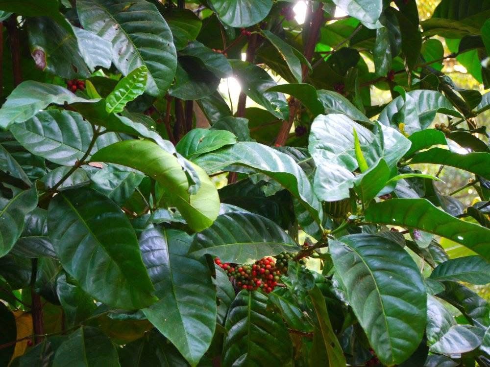 Coffee cherries ripening on the tree at origin