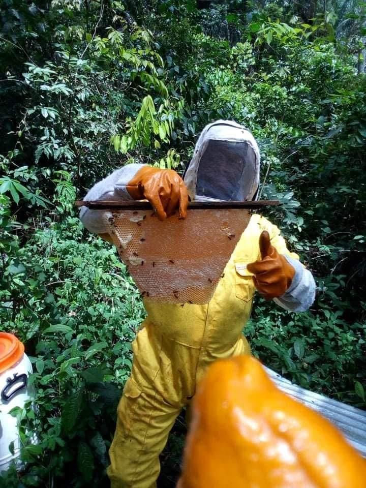 WAFI beekeeper lifting a honeycomb frame