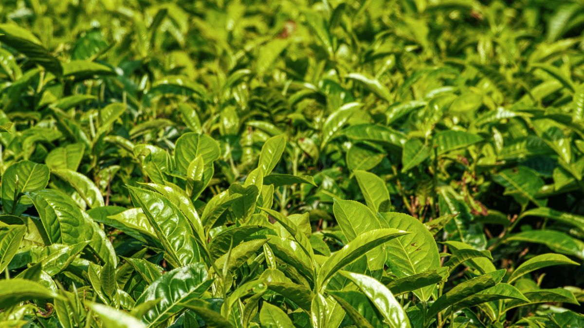 West African tea garden
