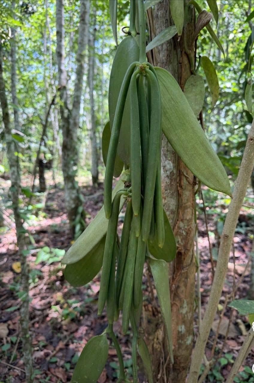 Green vanilla pods on the vine