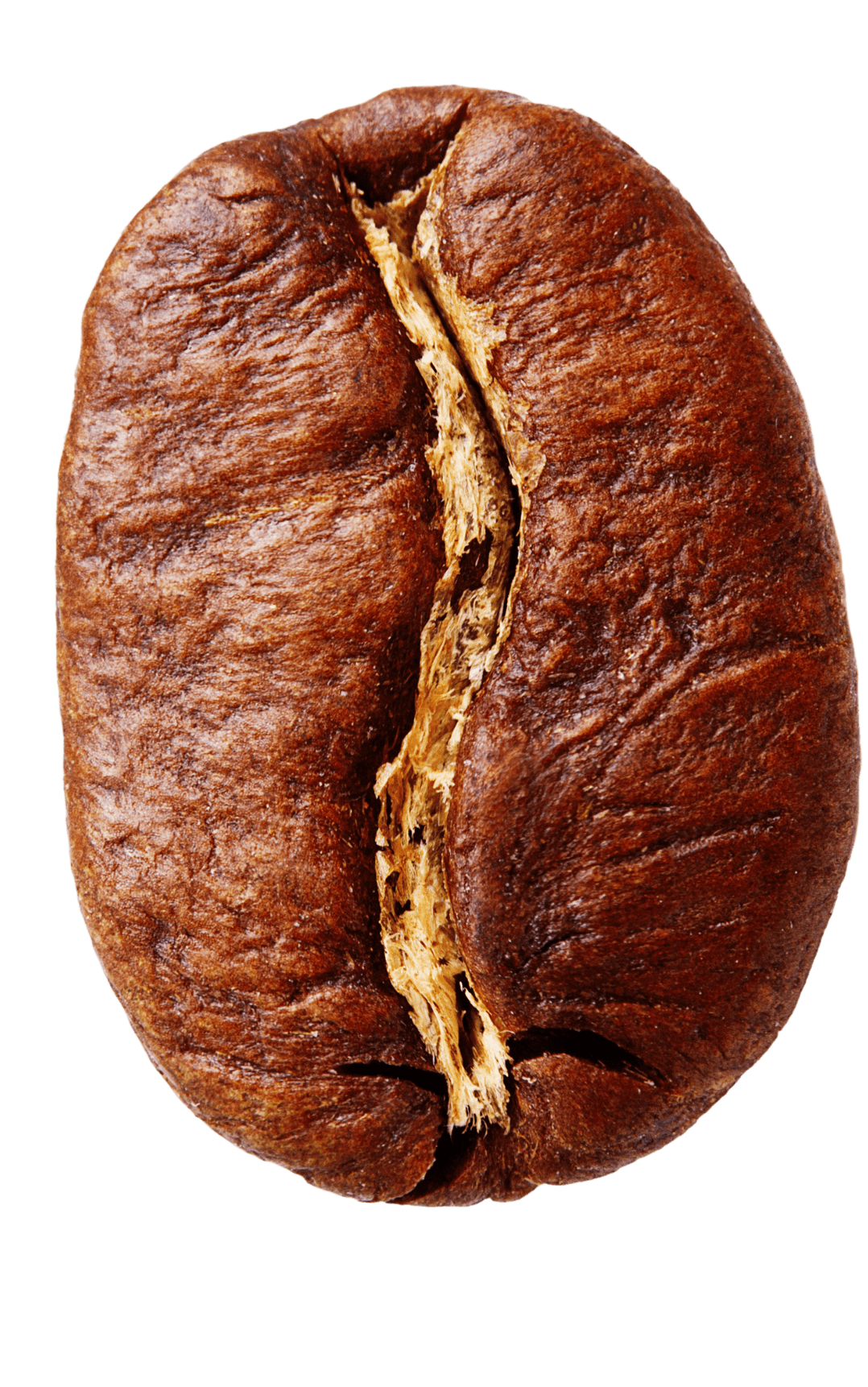 Arabica