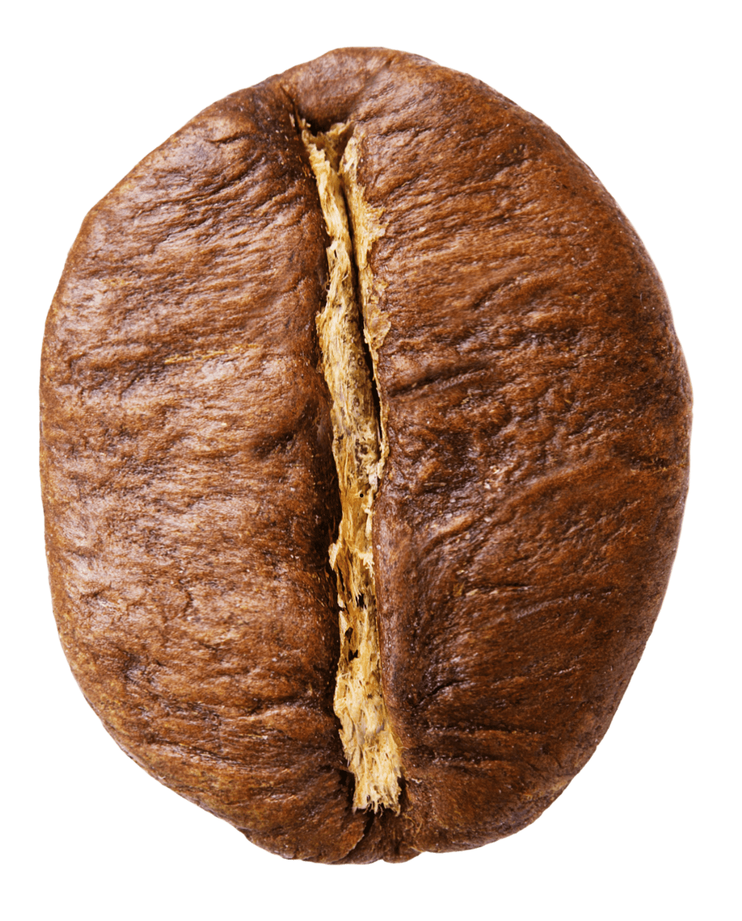 Robusta