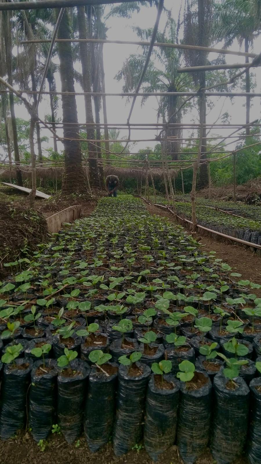 Regenerative Coffee Farming: Old Wisdom Repackaged